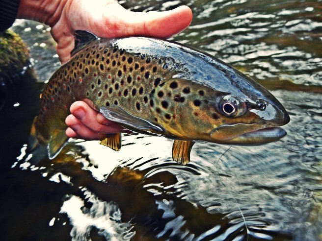 North River Anglers Blog  Fly Fishing • Guiding • Photography