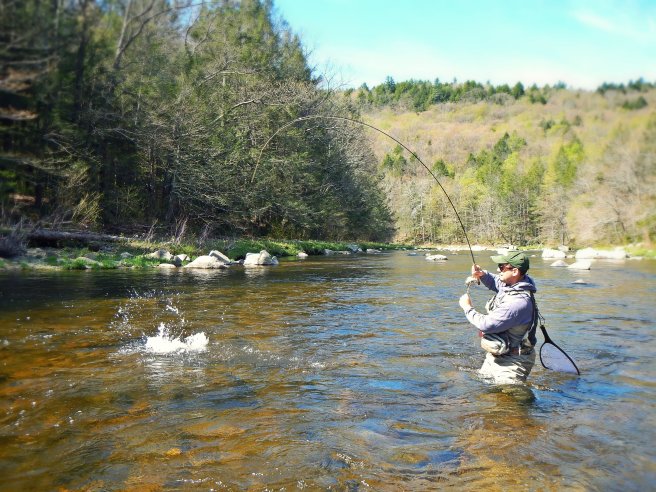Welcome to the Millers River Fly Fishing Forum : The EB, The Swift